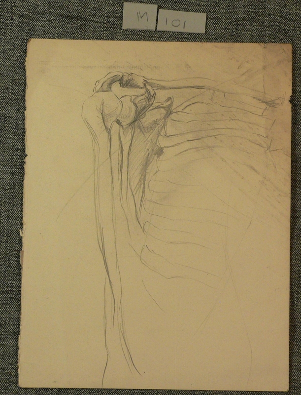 Anatomy study, right shoulder