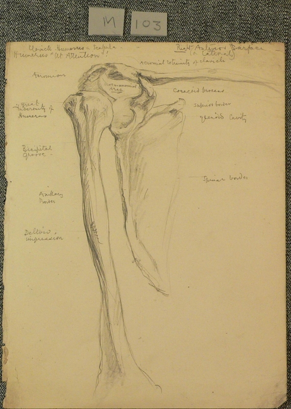 anatomical study, pelvis