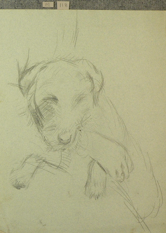 118 Pencil drawing of a dog