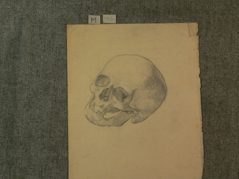 Drawing of a skull